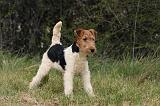 FOX TERRIER 520